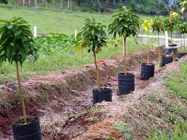 Compensação Ambiental: Uma solução sustentável e necessária