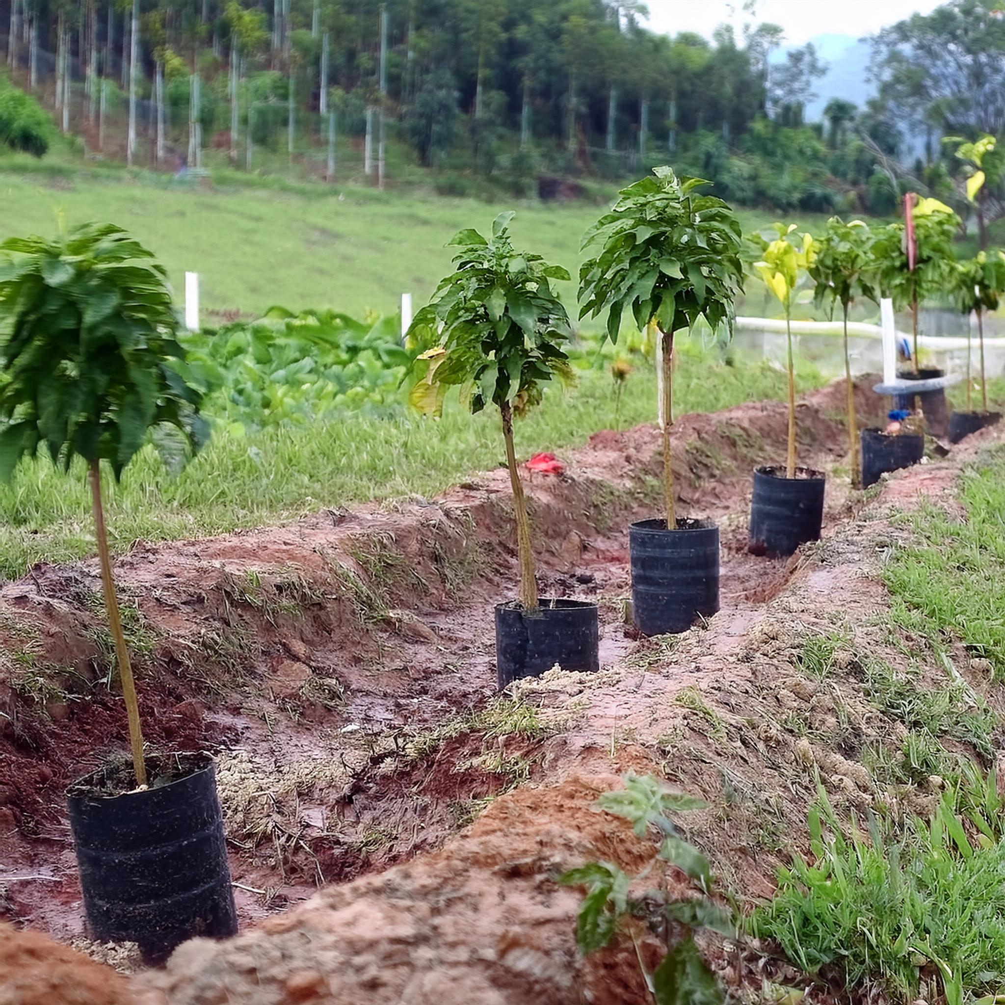 Compensação ambiental