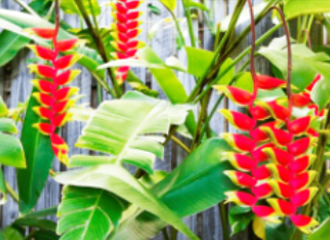 PLANTAS